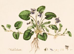 Viola odorata, Duftveilchen, ca. 1770-1790 von William Kilburn