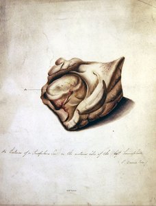 Studie des Gehirns II, ca. 1850 von William Lover