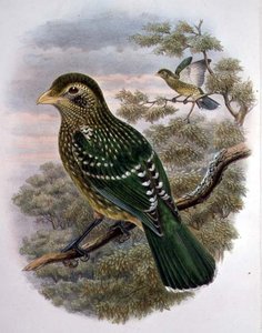 Ailuroedus Crassirostris, Grüner Katzenvogel (Farblithografie)