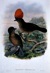 Amblyornis Subalaris (Farblithografie)
