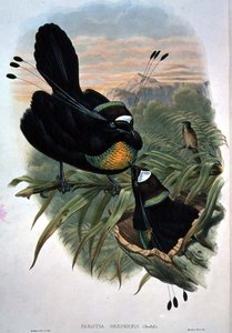 Arfak Sechsdrähte-Paradiesvogel (Farblithografie)