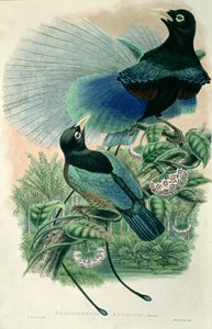 Blauer Paradiesvogel (Farblithographie)