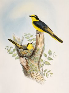 Braunrücken-Minigvet (Pericrocotus cantonensis), Lithografie aus Birds of Asia von William Matthew Hart