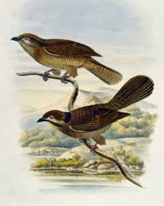 Zwergkoel (Microdynamis parva), Gravur von William Matthew Hart (1830-1908), Vereinigtes Königreich