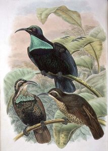 Ptiloris Paradiseus, Gewehrvogel des Paradieses von William Matthew Hart