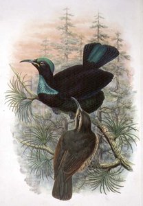 Ptiloris Victoriae, Victoria-Gewehrvogel des Paradieses