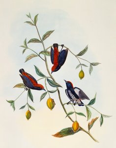 Scharlachrücken-Blütenpicker (Dicaeum cruentatum), Stich von William Matthew Hart (1830-1908), Vereinigtes Königreich