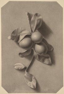 Ein Zweig mit Pflaumen von William Michael Harnett