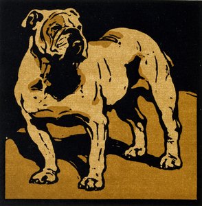 Der britische Bulldogge, aus 