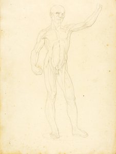 (Ein Ecorche, Vorderansicht) von William Page