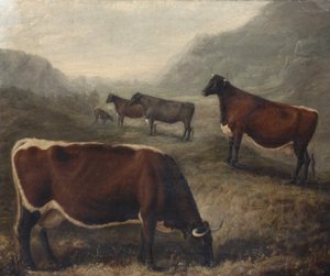 Fünf Glamorgan-Rinder