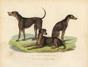 Afrikanische Bluthunde in den Gärten der Zoologischen Gesellschaft von William Smellie