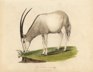 Arabische Oryx oder weiße Oryx, Oryx leucoryx. Gefährdet von William Smellie