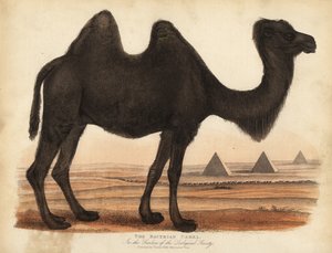 Baktrisches Kamel von William Smellie