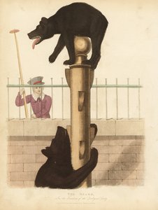 Braunbär, Ursus arctos von William Smellie