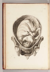 Gravur eines Kindes im Mutterleib aus Ein Satz anatomischer Tafeln mit Erklärungen und einer Zusammenfassung der Praxis der Geburtshilfe, 1754