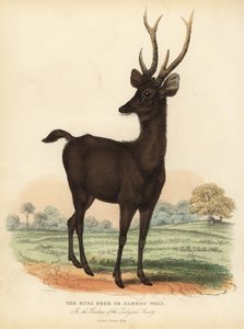 Javanischer Rusa oder Sunda-Sambar-Hirsch, Rusa timorensis. Gefährdet. von William Smellie