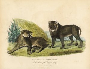 Weiße oder Silberlöwen, Panthera leo melanochaita von William Smellie