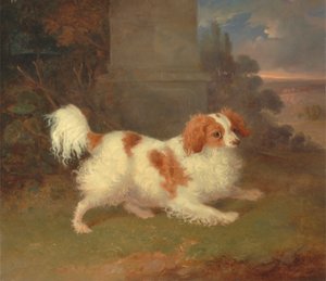 Ein Blenheim Spaniel von William Webb