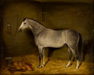 Arabisches Pferd in einer Box von William Williams