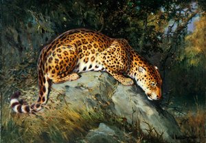 Ein Leopard, der auf einem Felsen kauert von William Woodhouse