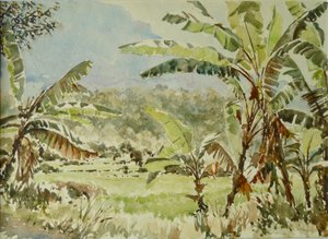 740 Bananenbäume, Ramboda von Wilson Clive