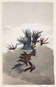Hügel mit Maguey-Büschen