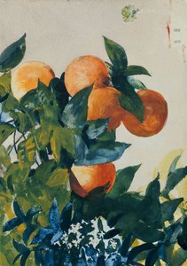 Orangen an einem Zweig, 1885