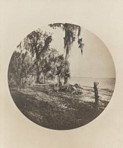Palmen- und Strandszene, Küste von Florida, ca. 1904