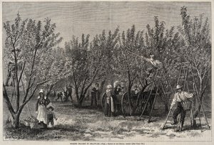  von Winslow Homer