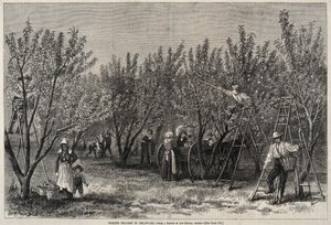 Pfirsiche pflücken in Delaware