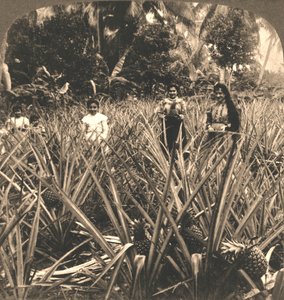 Ananasplantage, Mayaguez, Puerto Rico, 1899