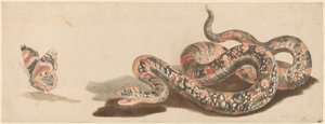 Schlange und Schmetterling, 1680er-1690er