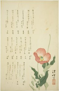 Zwei Mohnblumen