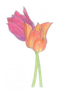 Buntes Tulpenpaar von Yvonne Gustafsson
