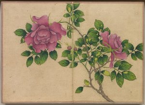 Schreibtischalbum: Blumen- und Vogelmalereien Rose, 18. Jahrhundert