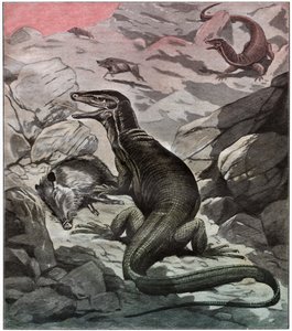 Asiatischer Wasserwaran, ca. 1925