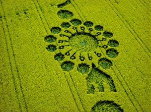 Kornkreis im Rapsfeld, Milk Hill, Alton Priors, Vale of Pewsey, Wiltshire