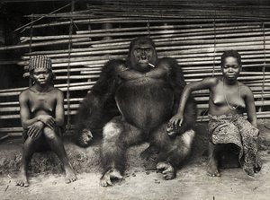 Gorilla (Gelatinesilberdruck) von Hippolyte Lalaise Devéria
