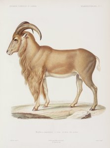 Mufflon, Algerien