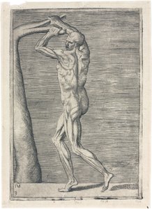 Muskeln Anatomische Studie der männlichen Muskulatur; Mann bricht einen Ast, ca. 1555 von Frederick (attr. to) Barnard
