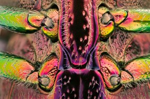 Polybothris quadricollis aus Madagaskar. Detail des Abdomens (Makrofotografie)