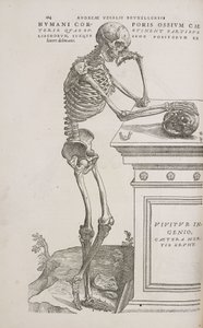 Skelette Ein menschliches artikuliertes Skelett von der Seite gesehen von Frederick (attr. to) Barnard