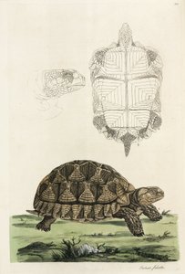 Spornschildkröte