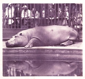 Das Nilpferd im Zoologischen Garten, Regents Park, London
