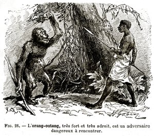 Der Orang-Utan, sehr stark und sehr geschickt, ist ein gefährlicher Gegner von . .