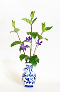 Drei Stängel des Großen Immergrüns (Vinca major) blühend in einer Vase
