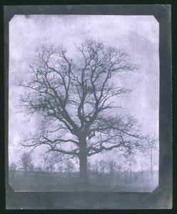 Baum im Winter, Mitte des 19. Jahrhunderts von Frederick (attr. to) Barnard