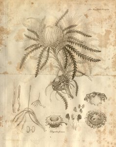 Tafel 3 aus Band 10 der Transactions of the Linnean Society of London, veröffentlicht 1811. Die dargestellte Pflanze ist Dryandra formosa (jetzt Banksia formosa) von Various