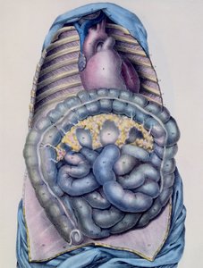 Anatomie des Dickdarms, aus Manuel d